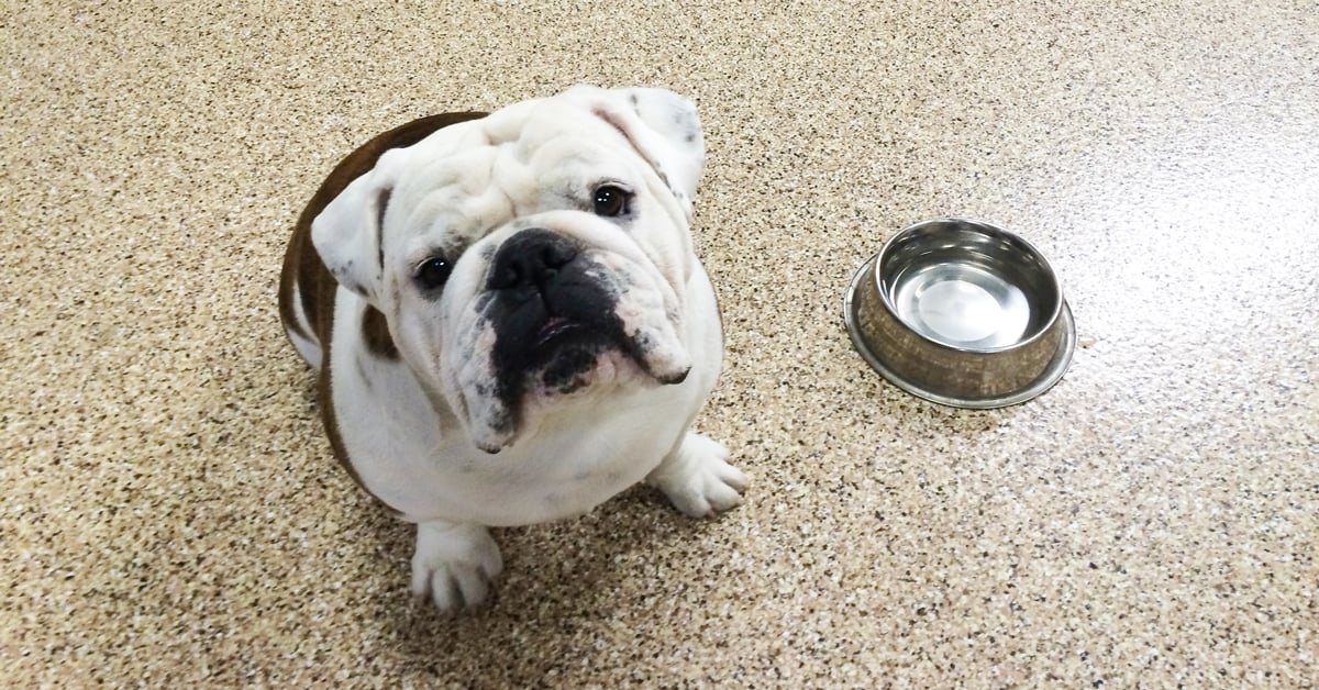 polyaspartic floors for vet clinics | Resinwerks