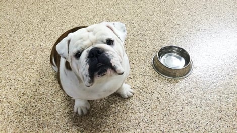 Bulldog on Polyaspartic Floor