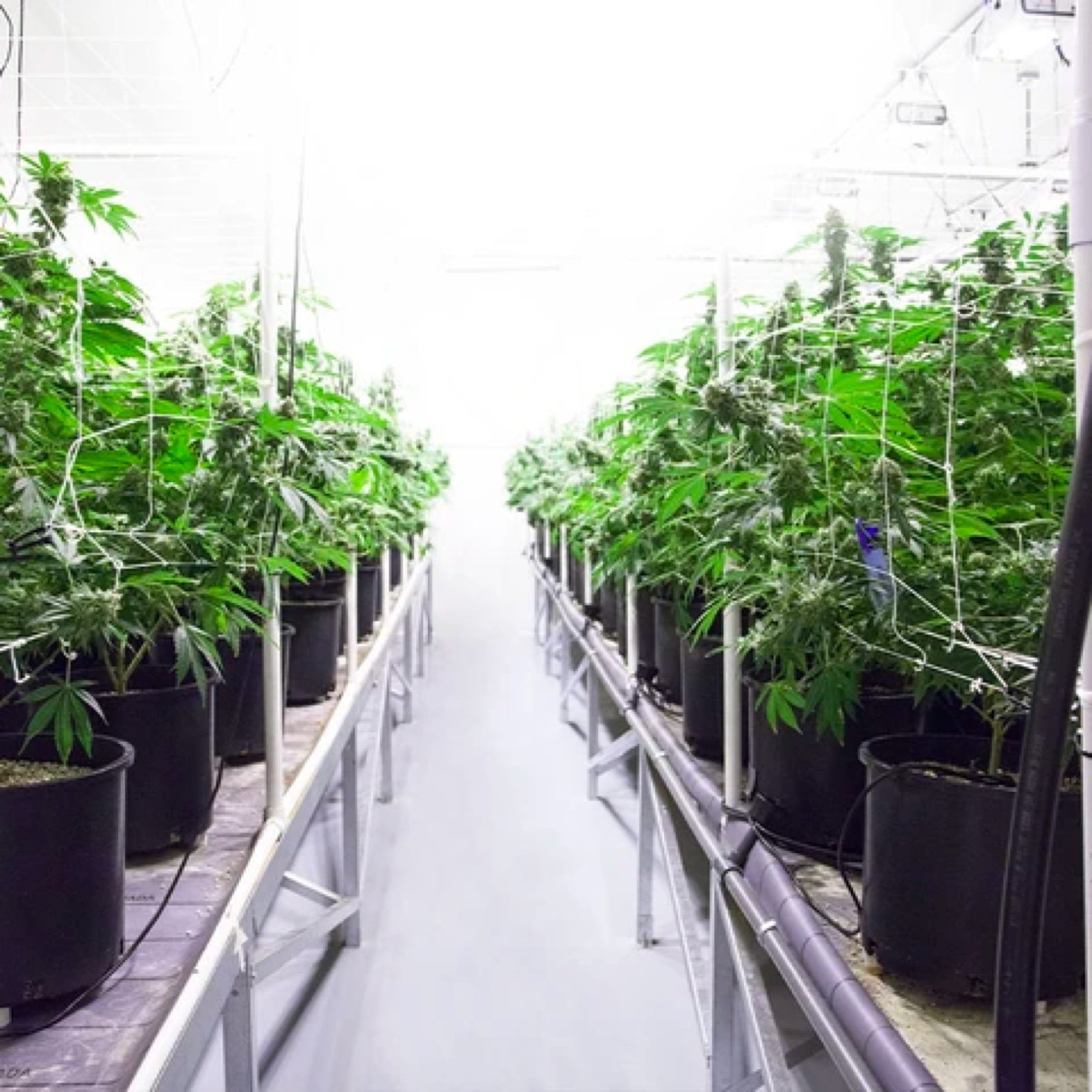 cbd extraction & processing cbd extraction & processing