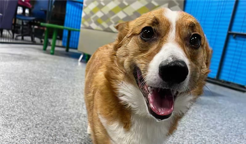 case_study-smart_dog_dallas