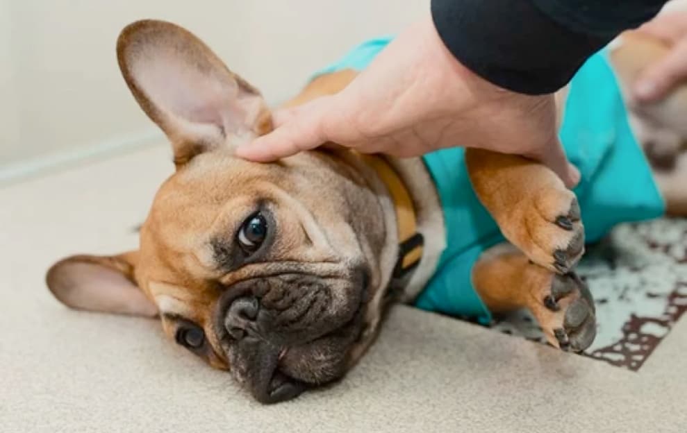 dog_laying_on_safe_flooring