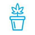 Cannabis Pot