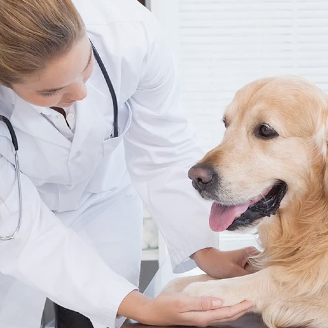 veterinary flooring